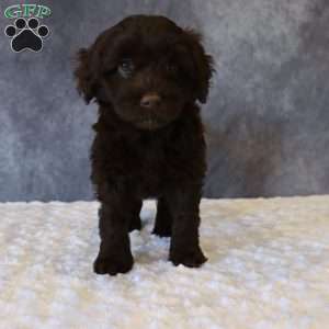 Tally, Portuguese Water Dog Puppy